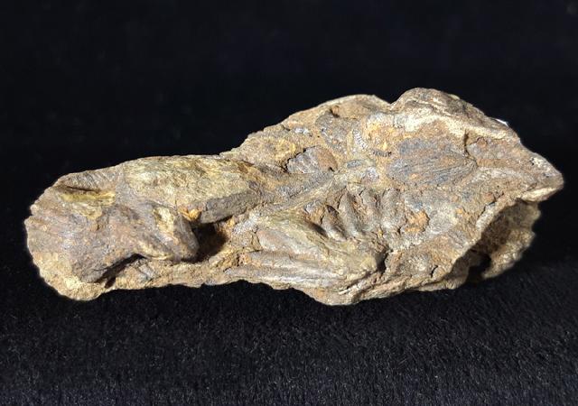 Pleurodictyum problematicum GOLDFUSS 1829 - Bild © FossNet FossilienStore